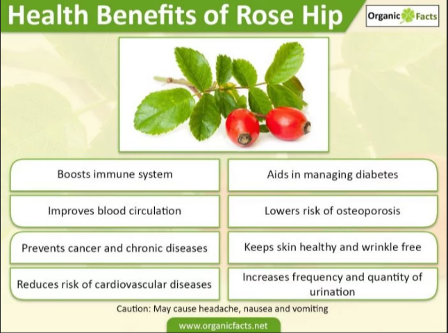 Beyond Vitamin C The Health Benefits Of Rose Hips